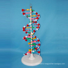 High Quality Medical Research DNA Enlarged Model School Supply